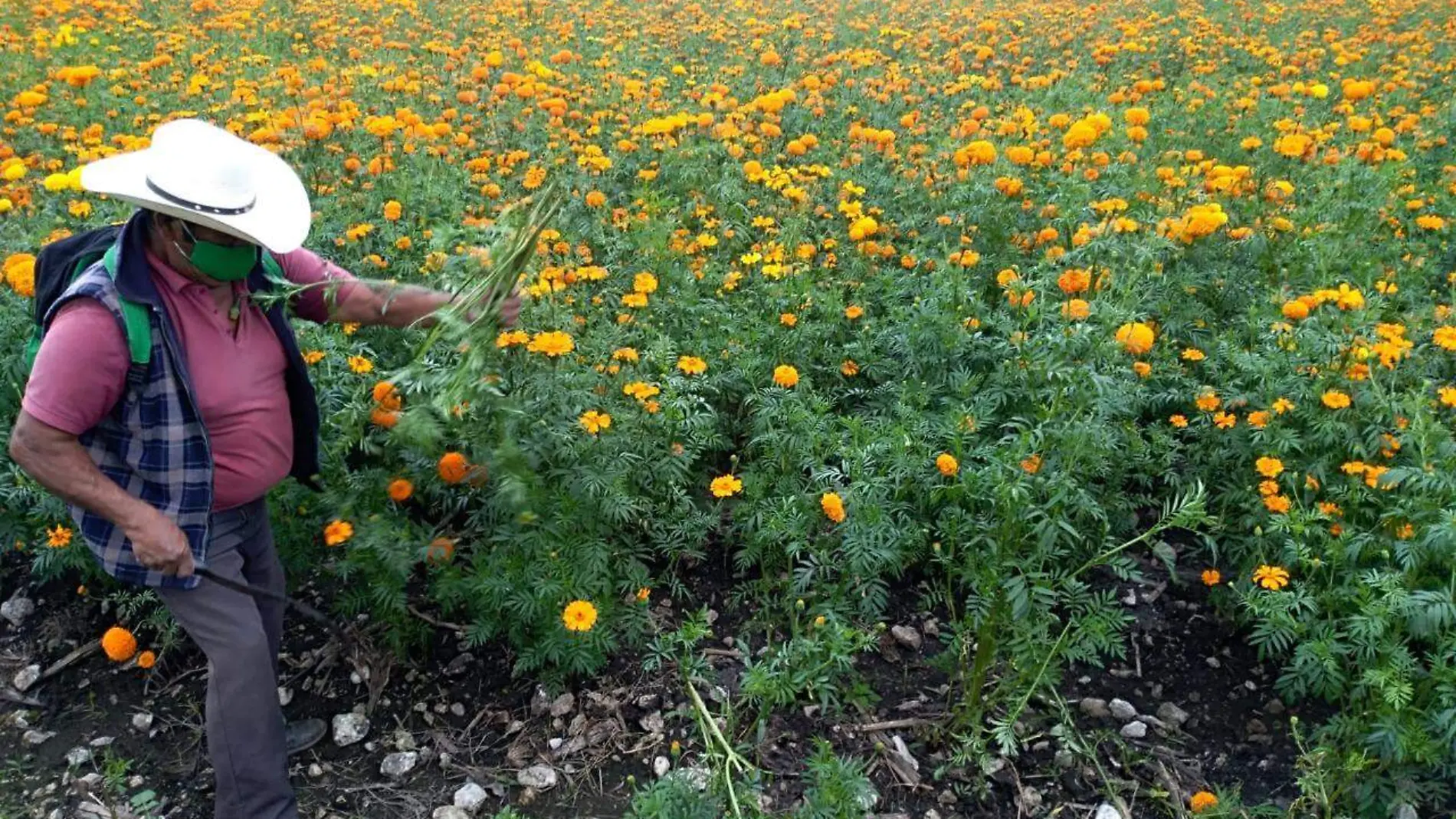 CAMPESINO- FLORES